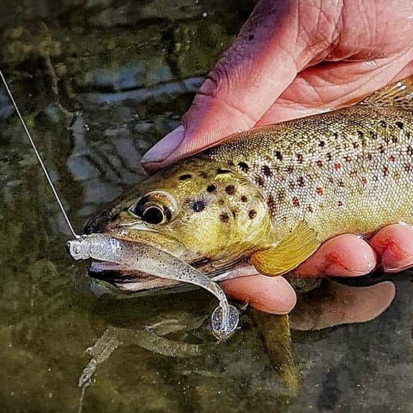 Leurres &agrave; truite